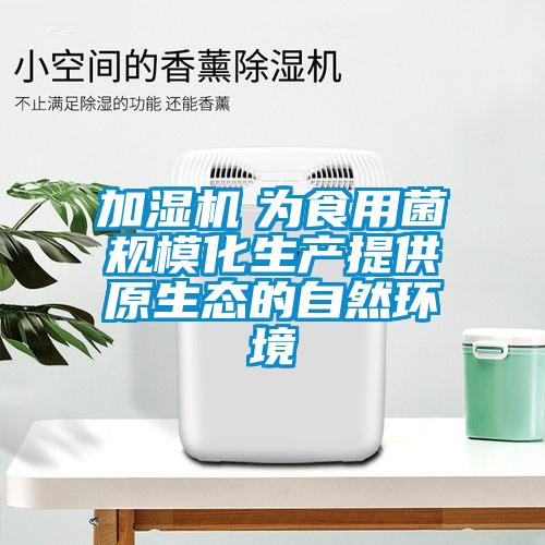 加濕機　為食用菌規(guī)模化生產(chǎn)提供原生態(tài)的自然環(huán)境