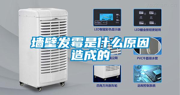 墻壁發霉是什么原因造成的
