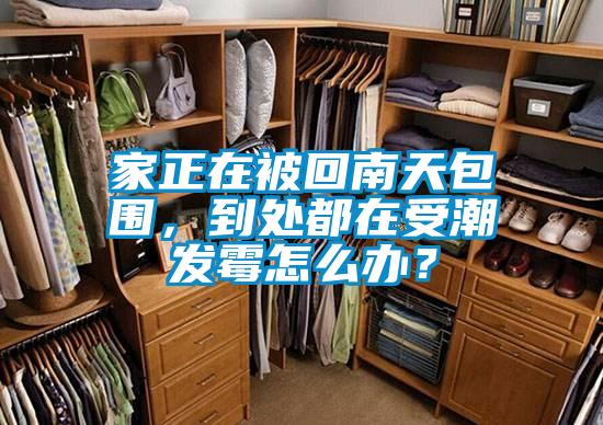 家正在被回南天包圍，到處都在受潮發霉怎么辦？