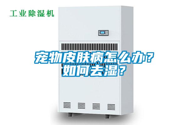 寵物皮膚病怎么辦？如何去濕？
