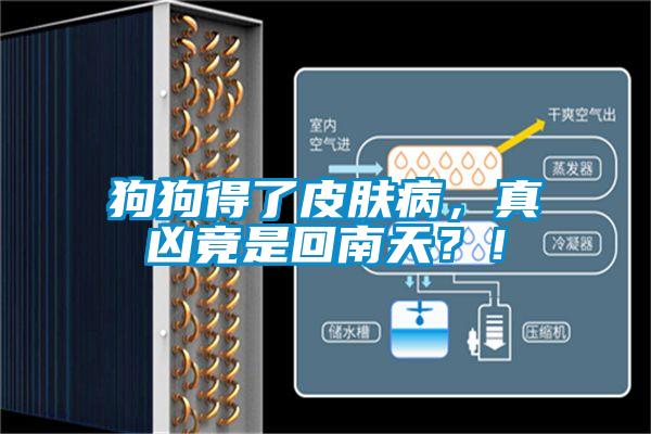 狗狗得了皮膚病，真兇竟是回南天？！