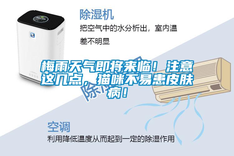 梅雨天氣即將來臨！注意這幾點，貓咪不易患皮膚病！