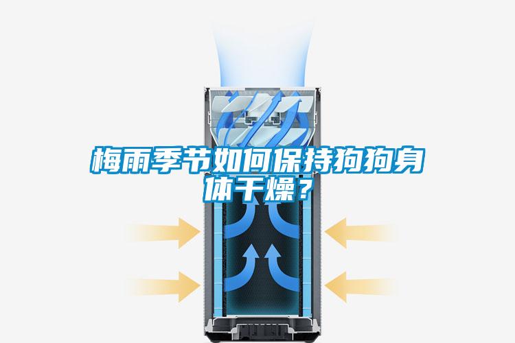 梅雨季節(jié)如何保持狗狗身體干燥？