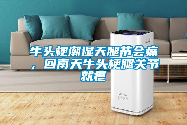 牛頭梗潮濕天腿節會痛，回南天牛頭梗腿關節就疼