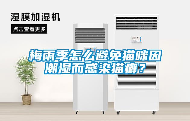 梅雨季怎么避免貓咪因潮濕而感染貓癬？