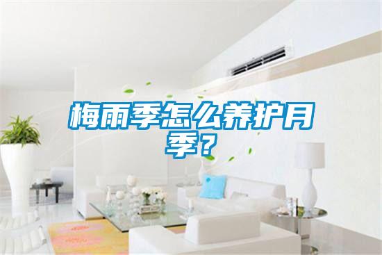 梅雨季怎么養護月季？