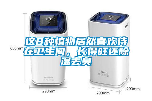 這8種植物居然喜歡待在衛生間，長得旺還除濕去臭
