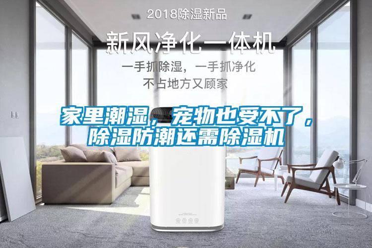 家里潮濕，寵物也受不了，除濕防潮還需除濕機