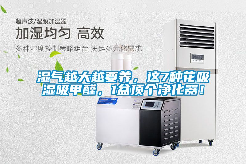 濕氣越大越要養，這7種花吸濕吸甲醛，1盆頂個凈化器！